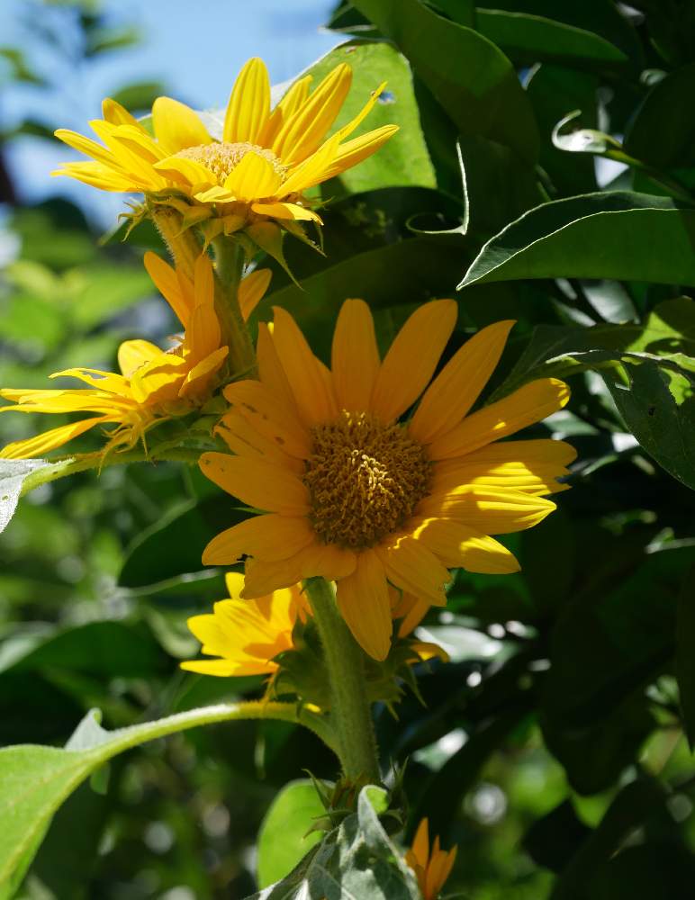 広い庭の画像 by グリーンさん | 広い庭とヒマワリ サンリッチとGS映えとGS日和と黄色いお花大好き協会とガーデニングと花のある暮らし